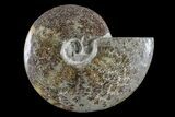 Polished Ammonite (Cleoniceras) Fossil - Madagascar #166399-1